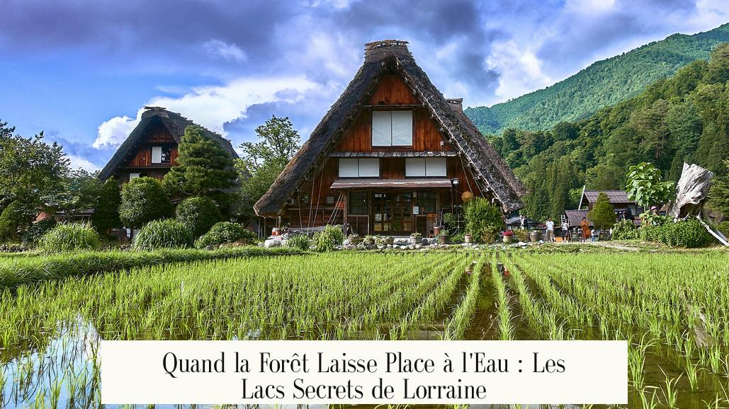 Quand la Forêt Laisse Place à l'Eau : Les Lacs Secrets de Lorraine
